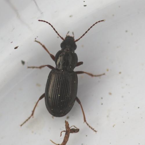 Réf. 135 857 : Pterostichus sp.