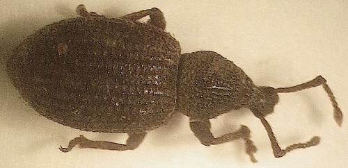 Otiorhynchus venustus