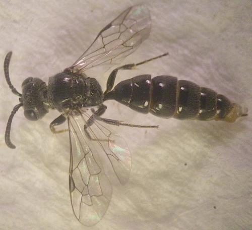 Psenulus pallipes