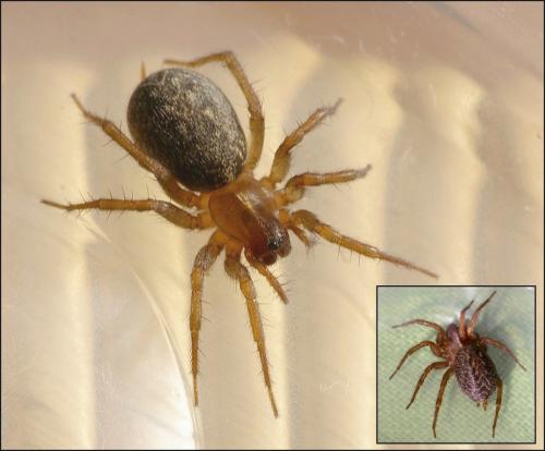 Lycosoides coarctata