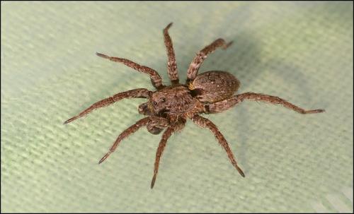 Alopecosa albofasciata