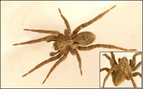 Alopecosa albofasciata