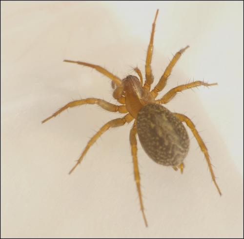 Lycosoides coarctata