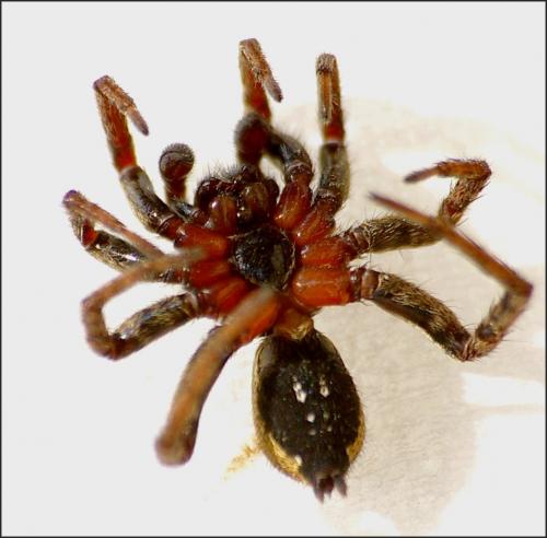 Alopecosa albofasciata