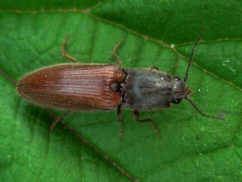 Réf. 135 722 : Athous haemorrhoidalis