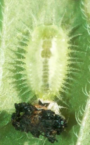 Réf. 135 535 : Cassida sp.