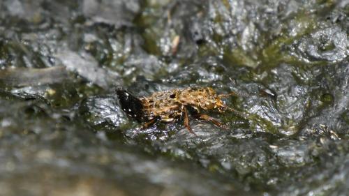 Réf. 135 571 : Ontholestes tessellatus