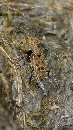 Réf. 135 591 : Ontholestes tessellatus
