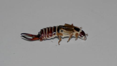 Forficula auricularia