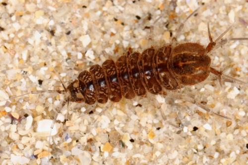 Asellus aquaticus