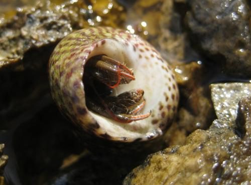 Réf. 135 462 : Clibanarius erythropus