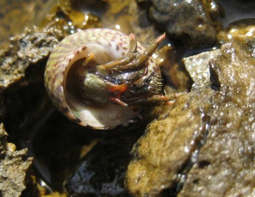 Clibanarius erythropus