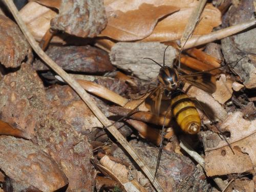 Keroplatus tipuloides