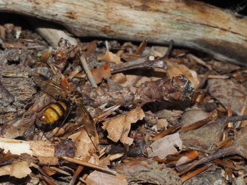 Keroplatus tipuloides