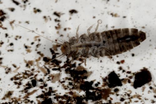 Microcara testacea