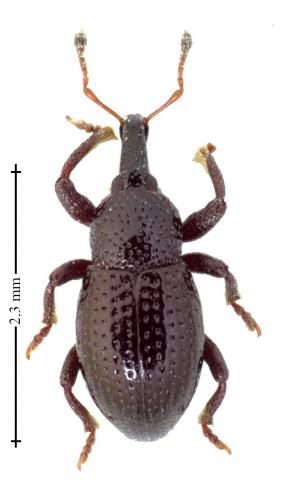 Leiosoma sp.