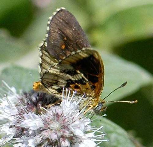 Melitaea sp.