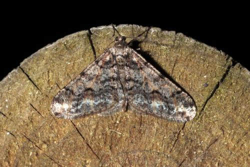 Agriopis leucophaearia