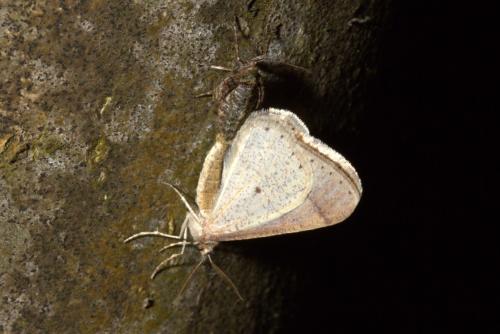 Agriopis marginaria