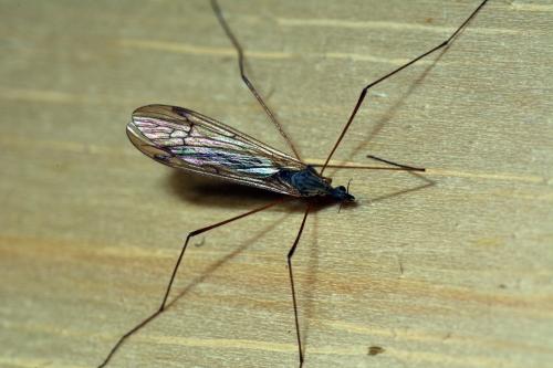 Phylidorea sp.