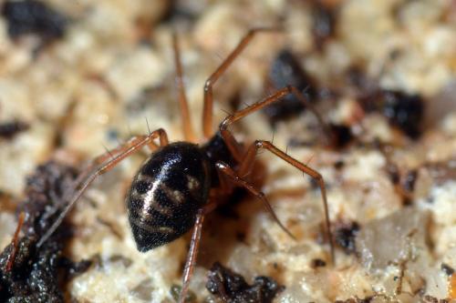 Réf. 135 838 : Tenuiphantes sp.