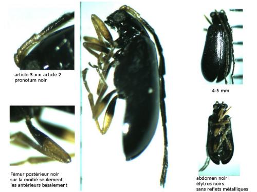 Réf. 135 275 : Luperus longicornis