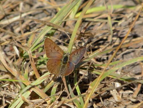 Lycaena tityrus