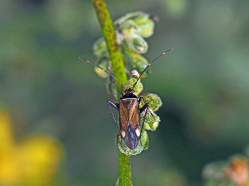 Réf. 135 495 : Adelphocoris sp.
