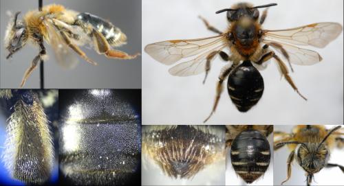 Andrena dorsata