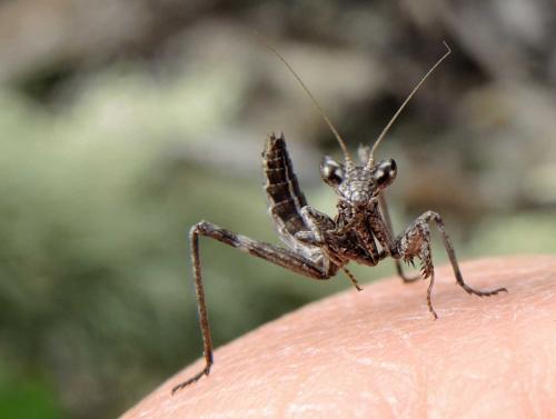 Pseudoyersinia sp.