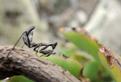 Pseudoyersinia sp.
