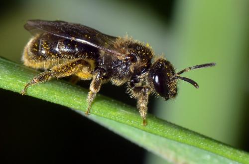 Lasioglossum sp.