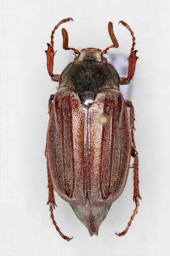 Melolontha melolontha