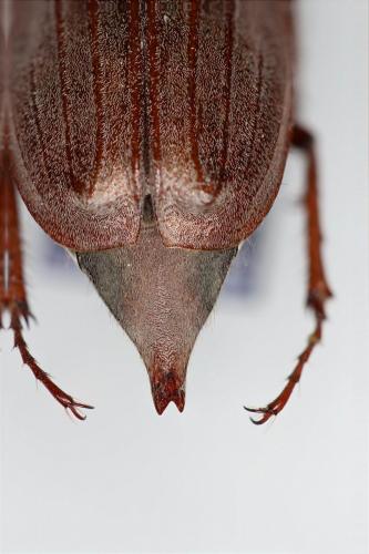 Melolontha melolontha