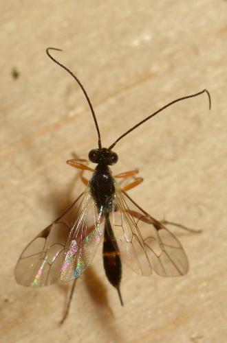 Réf. 135 402 : Mesochorinae inconnu