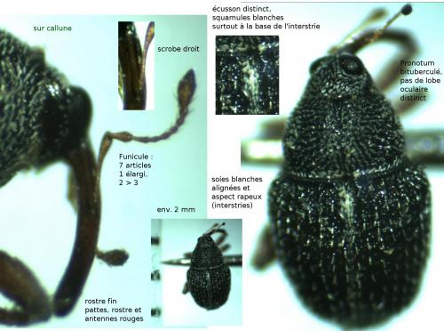 Réf. 135 818 : Micrelus ericae