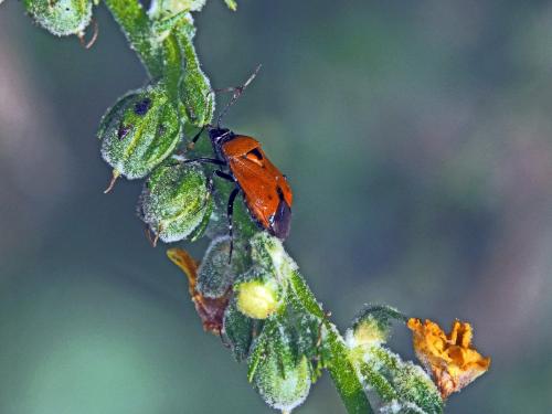 Deraeocoris punctum