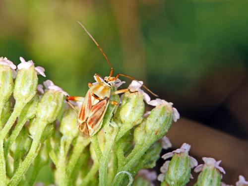 Réf. 135 097 : Calocoris roseomaculatus