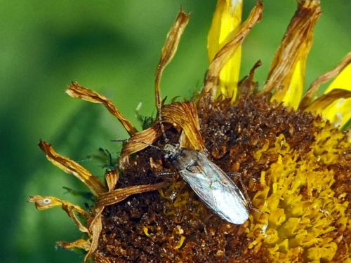Réf. 135 697 : Nysius sp.