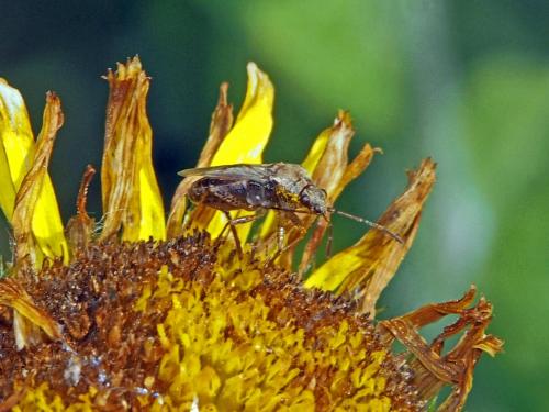 Nysius sp.