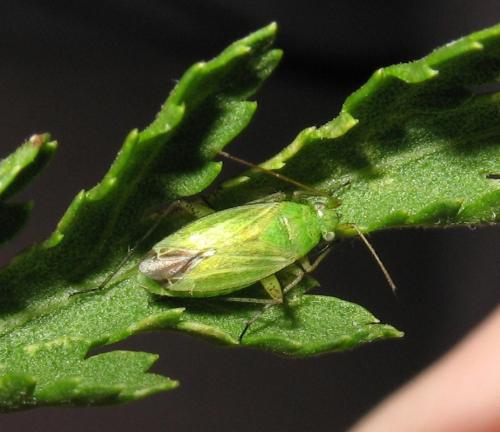 Réf. 135 672 : Oncotylus punctipes