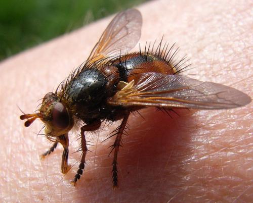 Tachina sp.
