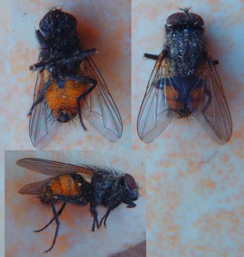 Musca autumnalis