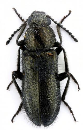 Dasytes sp.