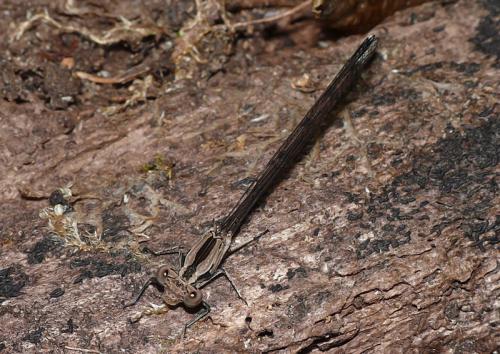 Argia sp.