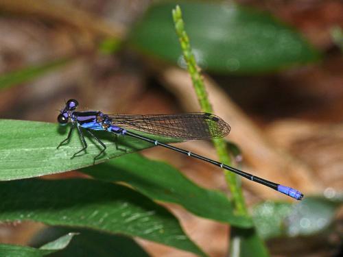 Argia sp.
