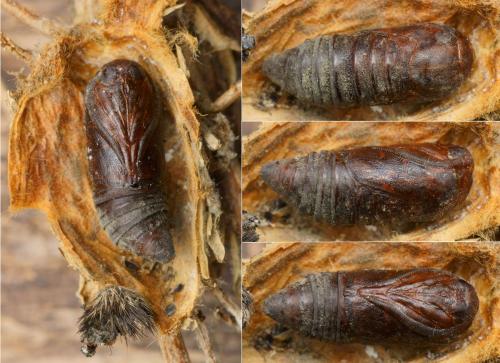 Oxicesta sp.
