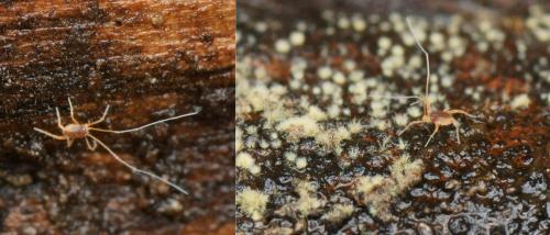 Réf. 135 132 : Linopodes sp.