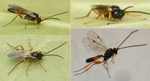 Réf. 135 246 : Diplazontinae inconnu