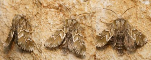Oxicesta sp.